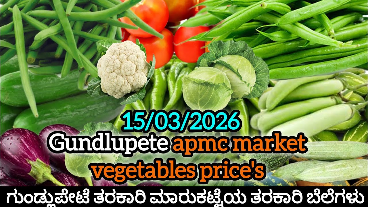 ಇಂದಿನ 15/03/2026 ಗುಂಡ್ಲುಪೇಟೆ ತರಕಾರಿ ಮಾರುಕಟ್ಟೆಯ ತರಕಾರಿ ಬೆಲೆಗಳು #gundlupete #apmc #mysore #vegetables 