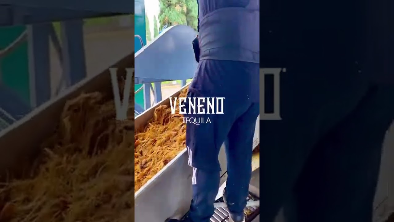 Once the pi&ntilde;as (agave cores) leave the autoclave, they are ready for the molienda (shredder)&hellip;