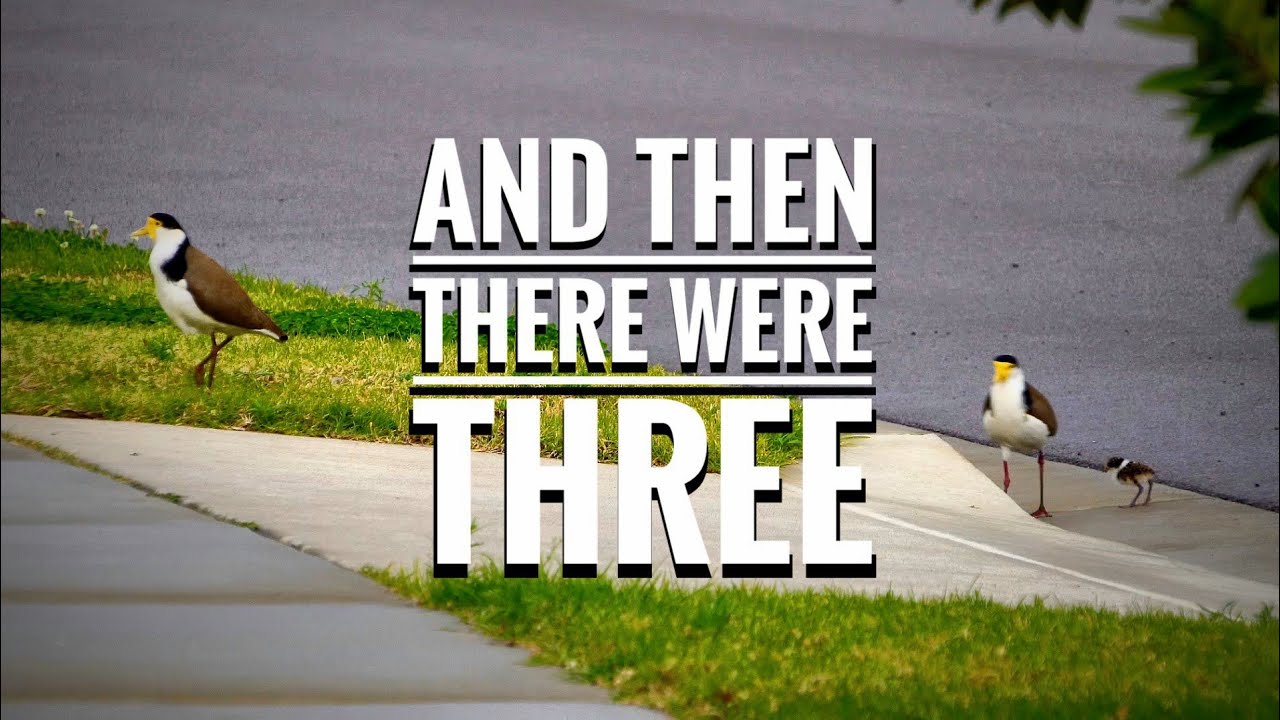 Two Plovers become three..