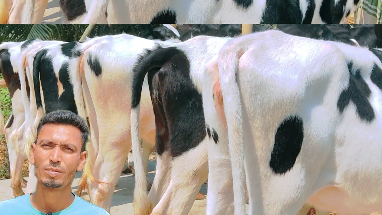 আমেরিকান ADL বীজের সুপার কোয়ালিটি ফ্রিজিয়ান ৬পিস গরু ক্রয় করুন সীমিত মূল্যে বাবু ডেইরি ফার্মে