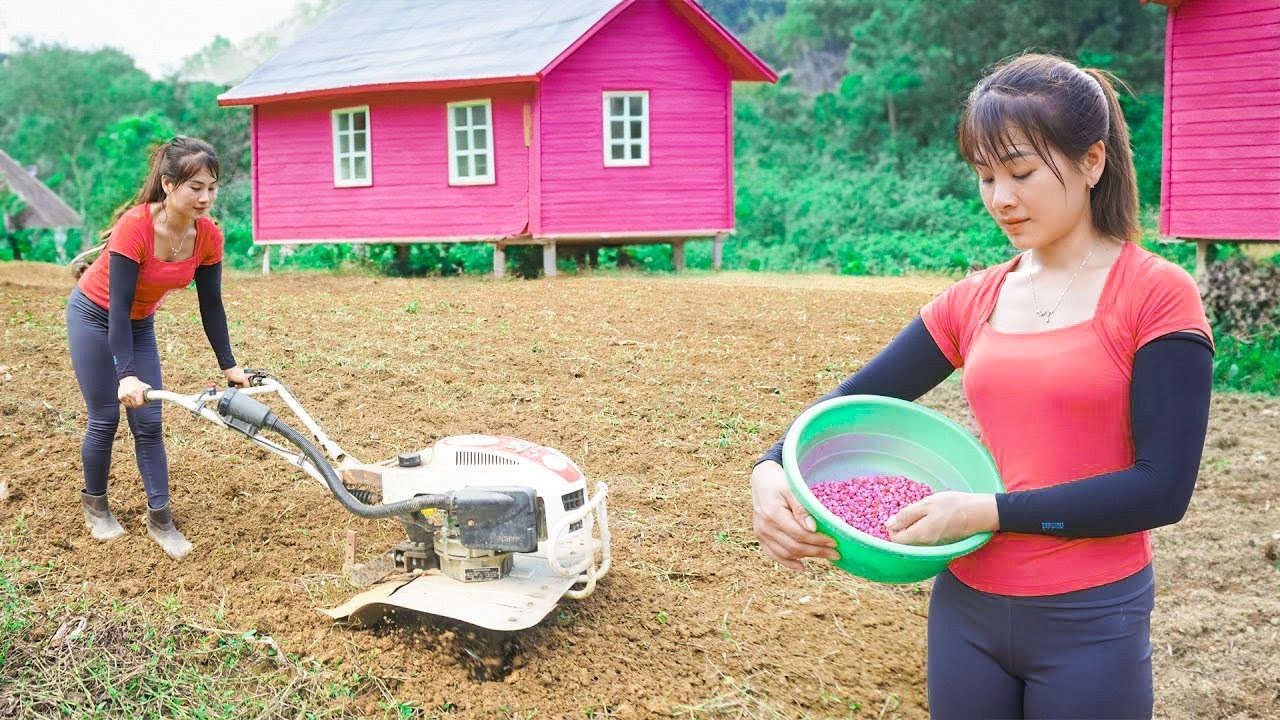 How To Use Compact Harrow, Planting New Corn Crop, OFF GRID - Life living and nature | Nhất New Life