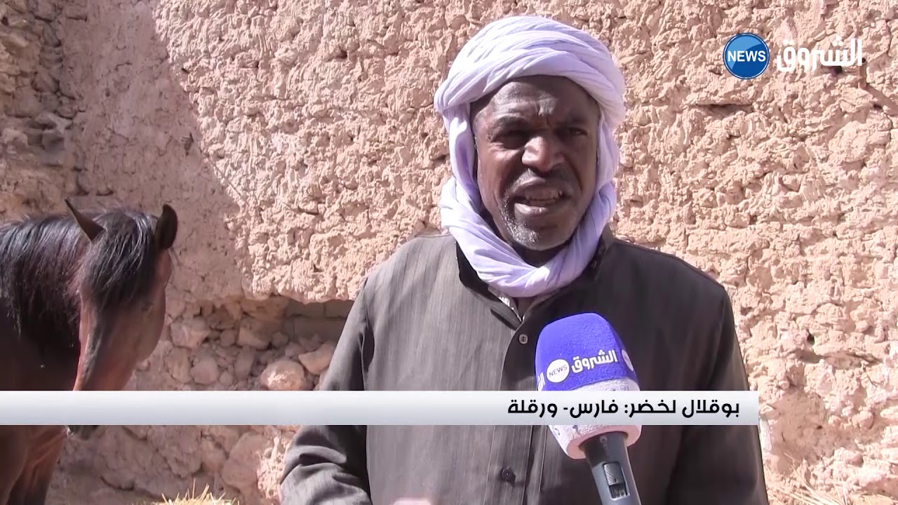 #ورقلة| تربية الخيول.. مهنة متوارثة تقاوم من أجل البقاء
