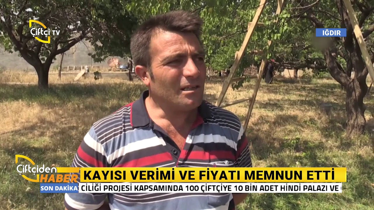 Iğdır'da Kayısı Hasadı Başladı