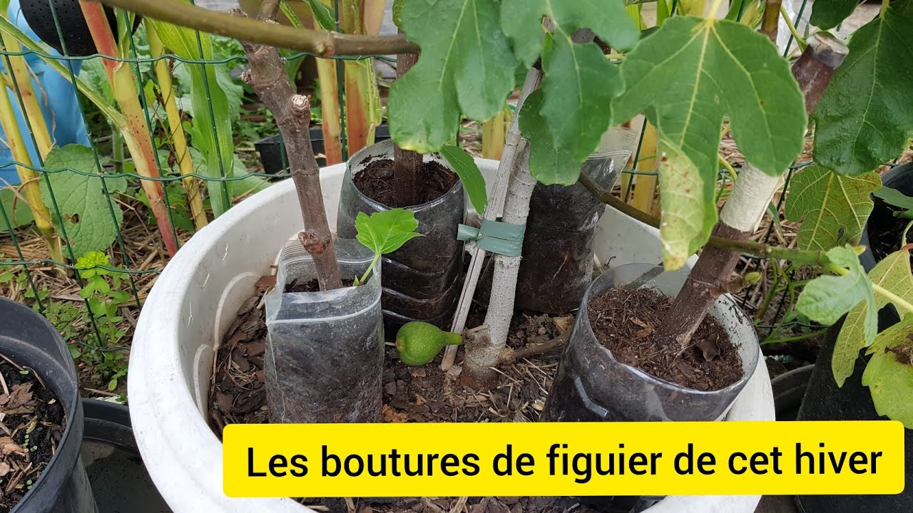 Les boutures de figuier de cet hiver : Rempotage et évolution 2021