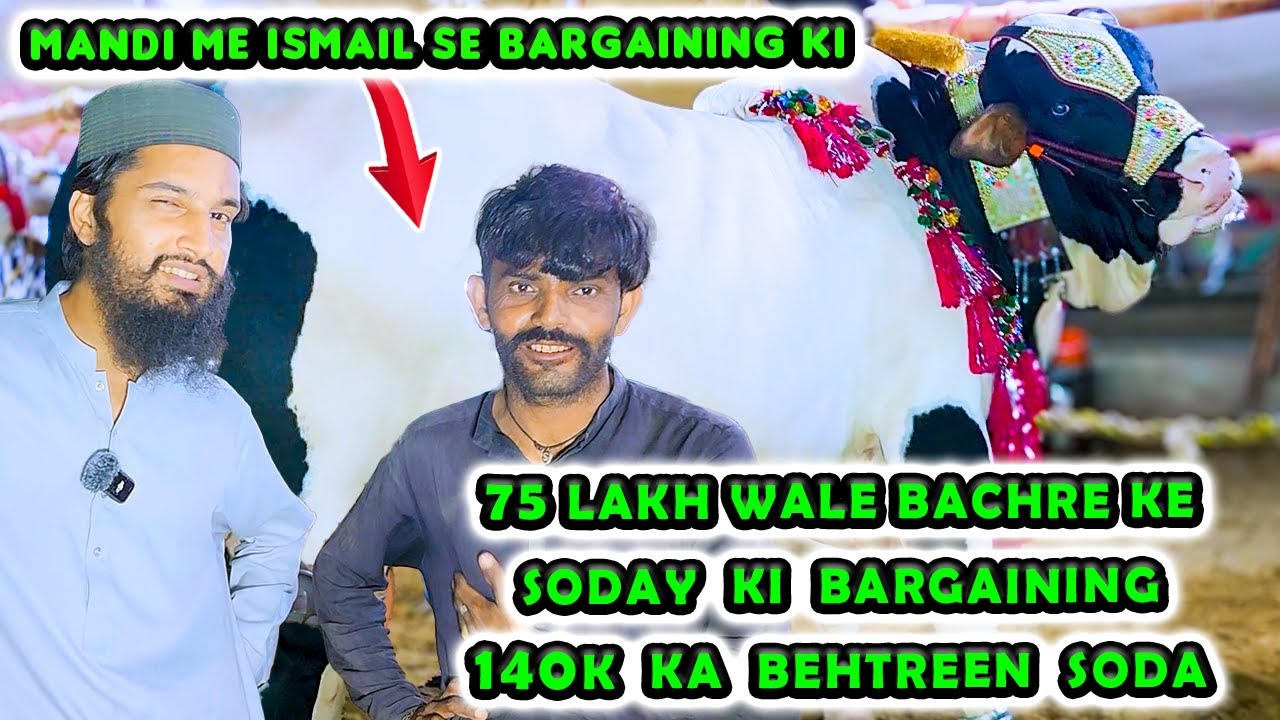 BIGGEST BULLS KE SODAY KE LIYE BARGAINING at Northern Bypass Cow Mandi | Cattle Market Karachi