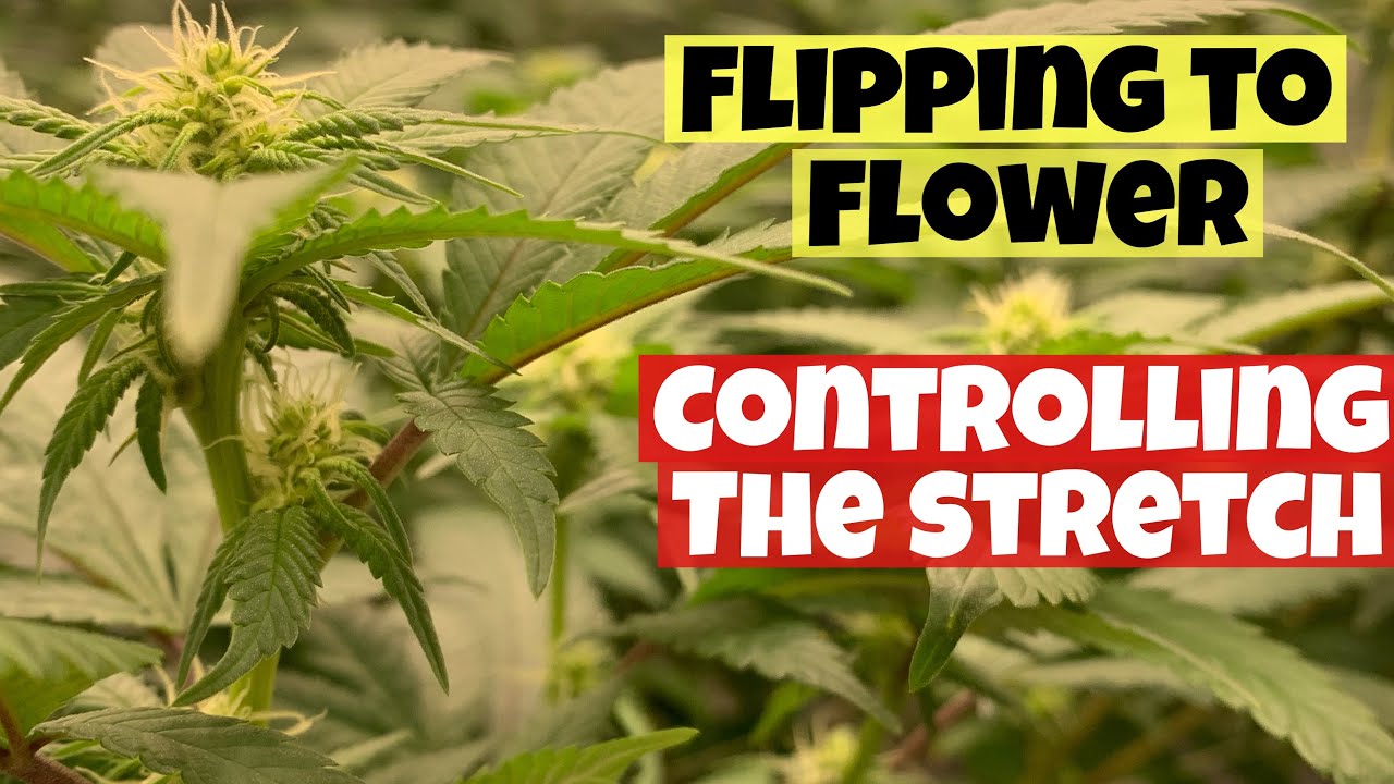 FASTEST WAY OF FLIPPING CANNABIS  TO FLOWER AND CONTROLLING THE STRETCH