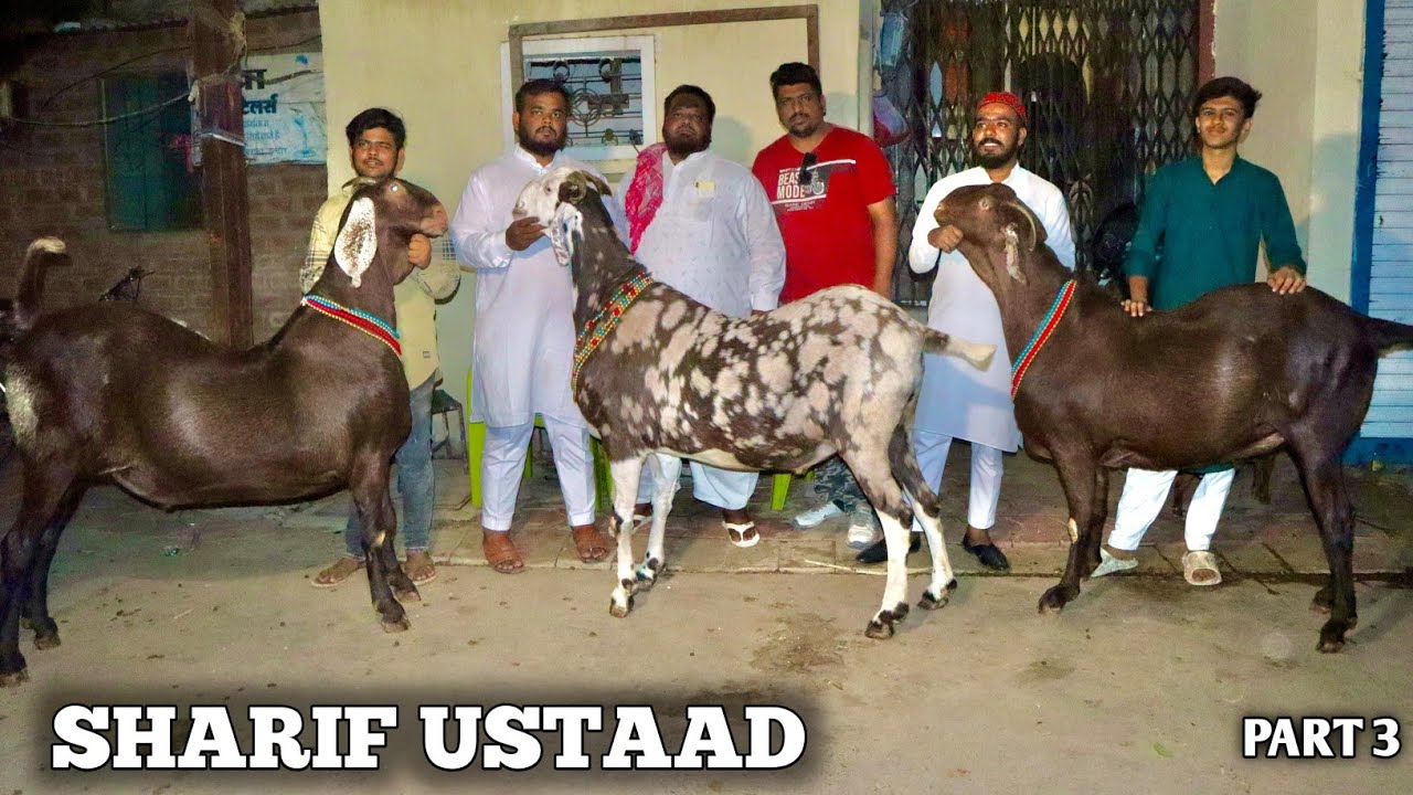 Quality Ajmera goats At Ustaad Sharif Bhai