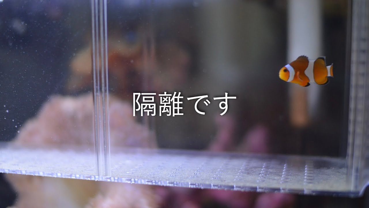 不調なハタゴイソギンチャク… No.028