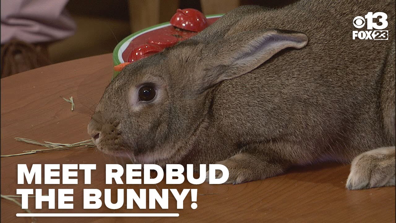 Познакомьтесь с Редбадом: милый кролик, готовый поселиться в вашем сердце и доме.