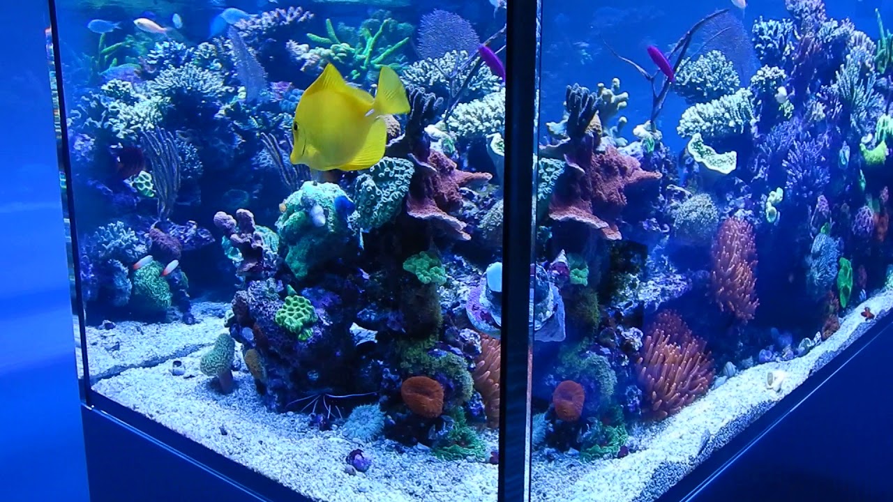 Red Sea Reefer Peninsula 650 Reef Tank Acropora Montipora SPS LPS  03/2019, Riffaquarium, Teil 1