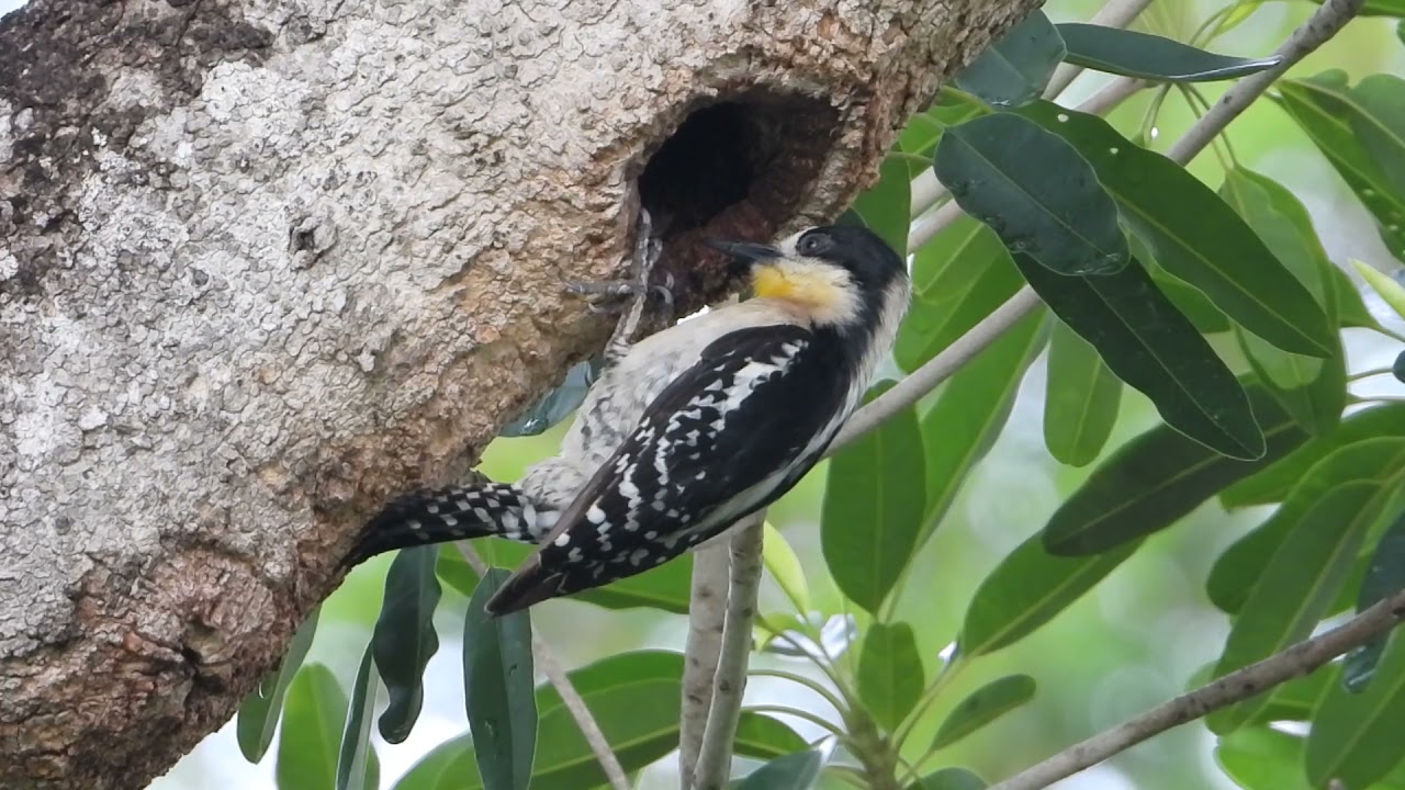 White-fronted woodpecker (Melanerpes cactorum), Pica-pau-de-testa-branca