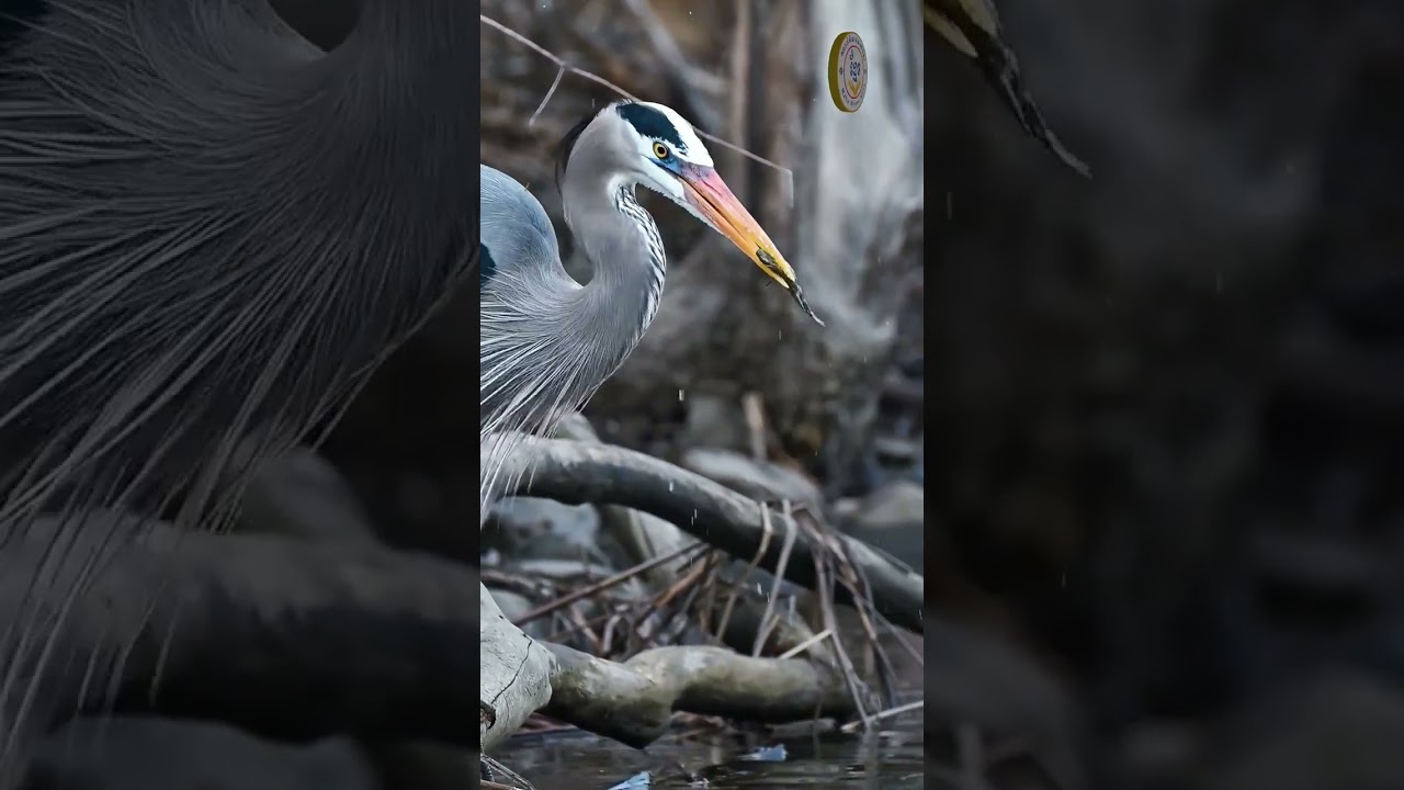 #birdlife #birds #birdwatching #birdphotography #birdlovers