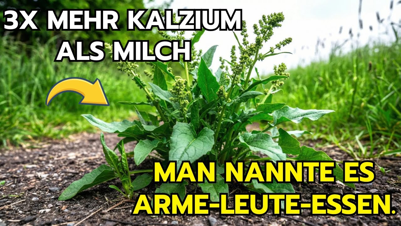 3x mehr Kalzium als Milch, einmal pflanzen, 3x pro Jahr ernten. Man nennt es Bauern-Unkraut.