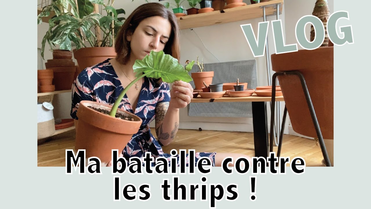 Ma bataille contre les thrips | Vlog | Vertbobo