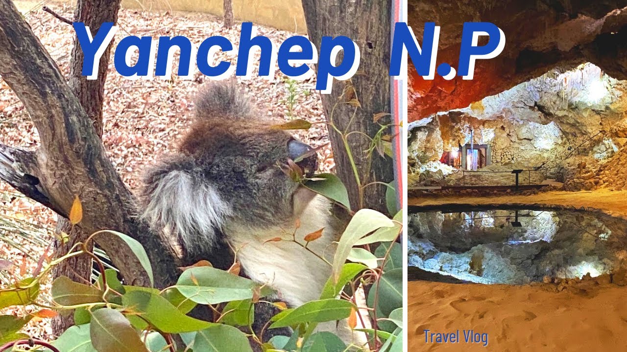 Discover The Beauty Of Yanchep National Park In Western Australia!