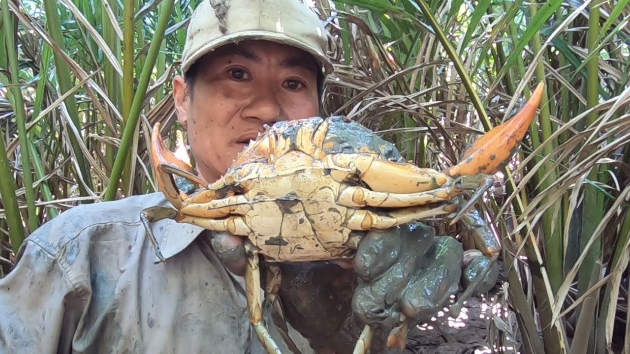 BẮT CUA BIỂN NGÀY NƯỚC  KÉM CUA BÒ NHƯ VỊT @**@TÙNG NHÀ BÈ 