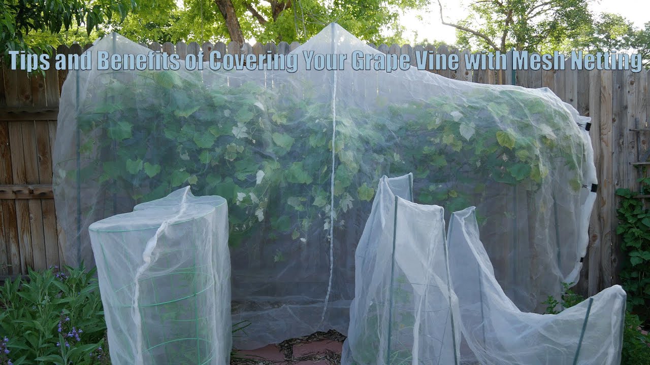 Tips and Benefits of Covering Your Grape Vine with Mesh Netting