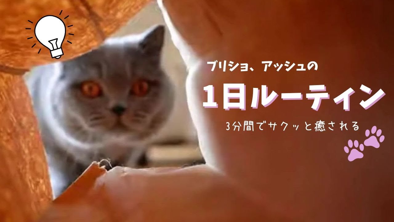 3分で癒されるブリショ『アッシュ』の1日ルーティン