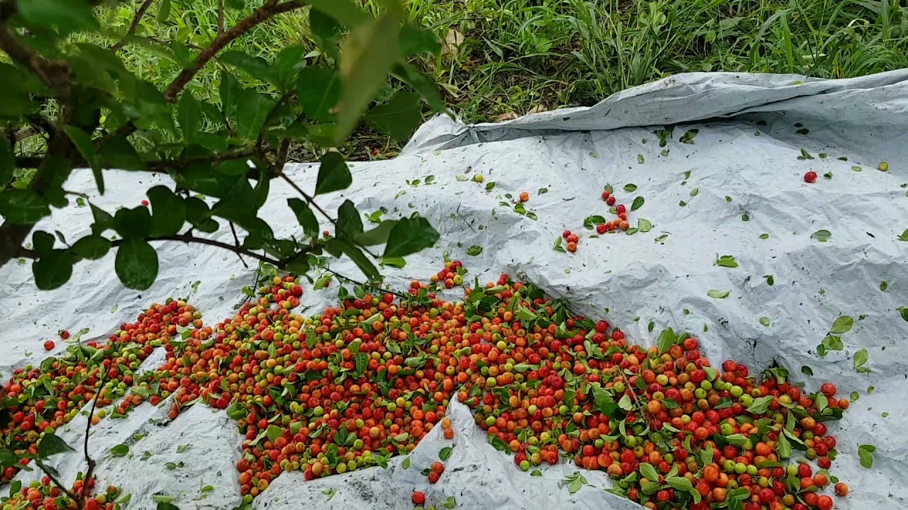 jeito rapido de colher acerola