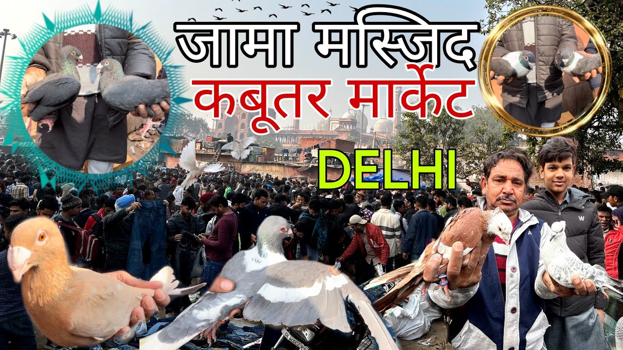 जामा मस्जिद कबूतर मार्केट delhi ll  best kabutar market delhi /14/01/2024/ Haryana Pigeon Lover