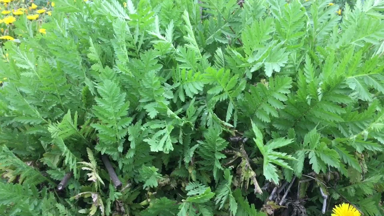 Abonos verdes perennes en el bosque de alimentos de sur