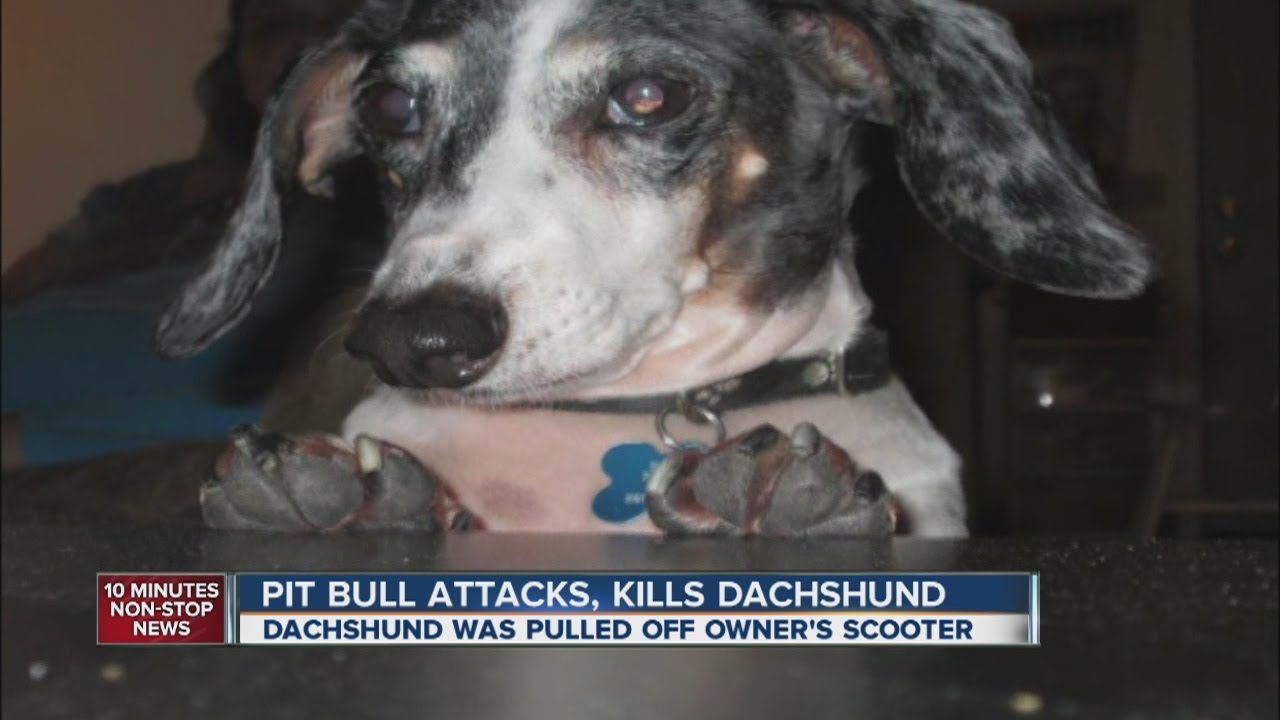 Pit bull attacks woman's scooter, kills her dog
