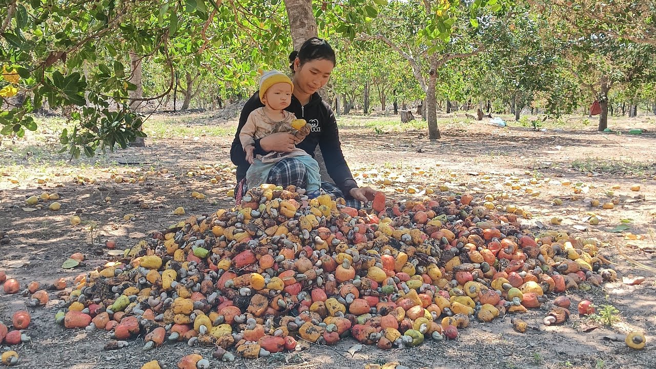 On the first day of the new year, my mother and I went to pick some cashews.
