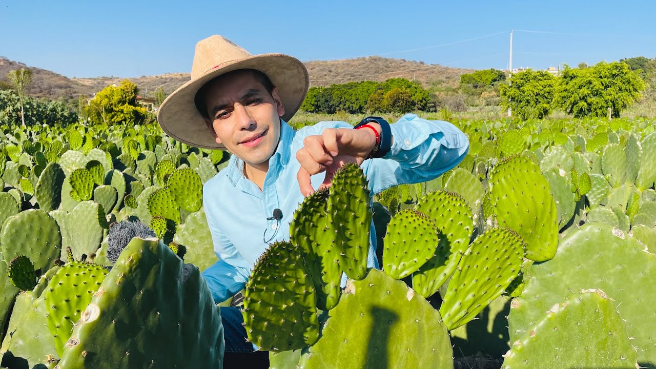 El NOPAL VERDURA ¿Alternativa rentable para sembrar? ¿Qué tiempo se tarda en ser productivo?