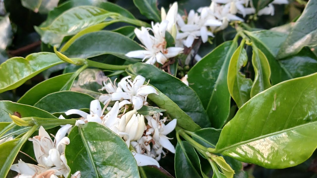 Arabica Coffee || FLOWERING TO HARVESTING BERRIES || How long should it TAKE ?