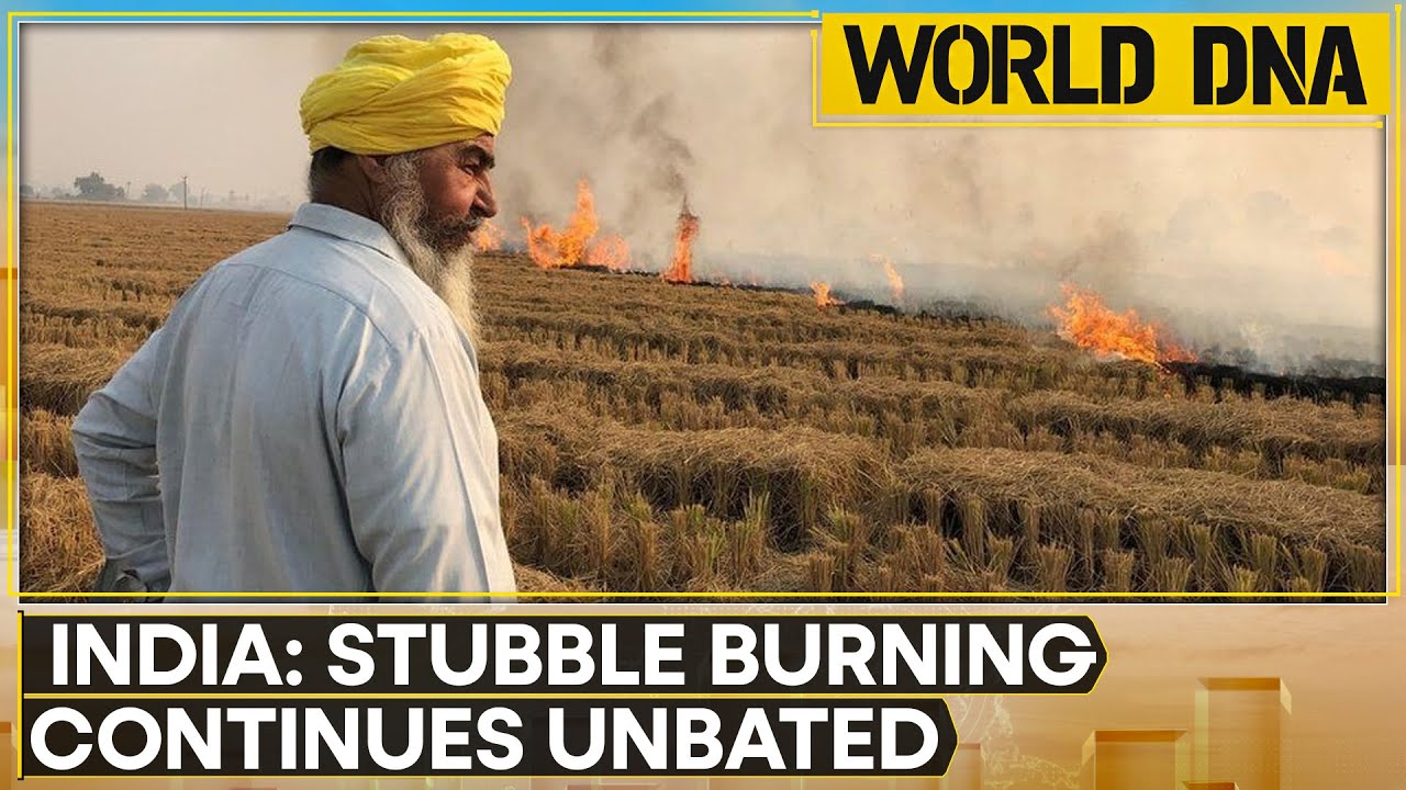 30% year-on-year increase in Stubble burning in northern India, reveals govt data | World DNA