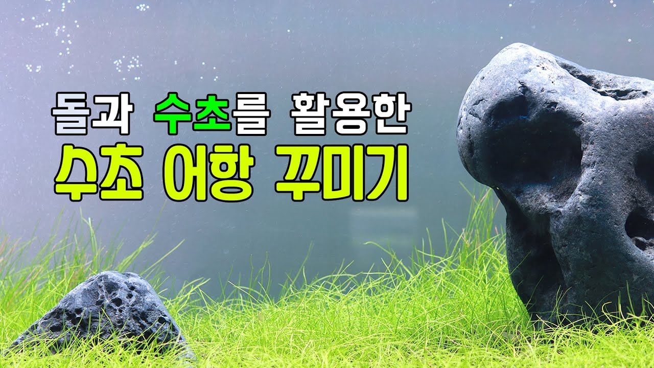돌과 수초로 정원 느낌의 어항을 꾸며보자!