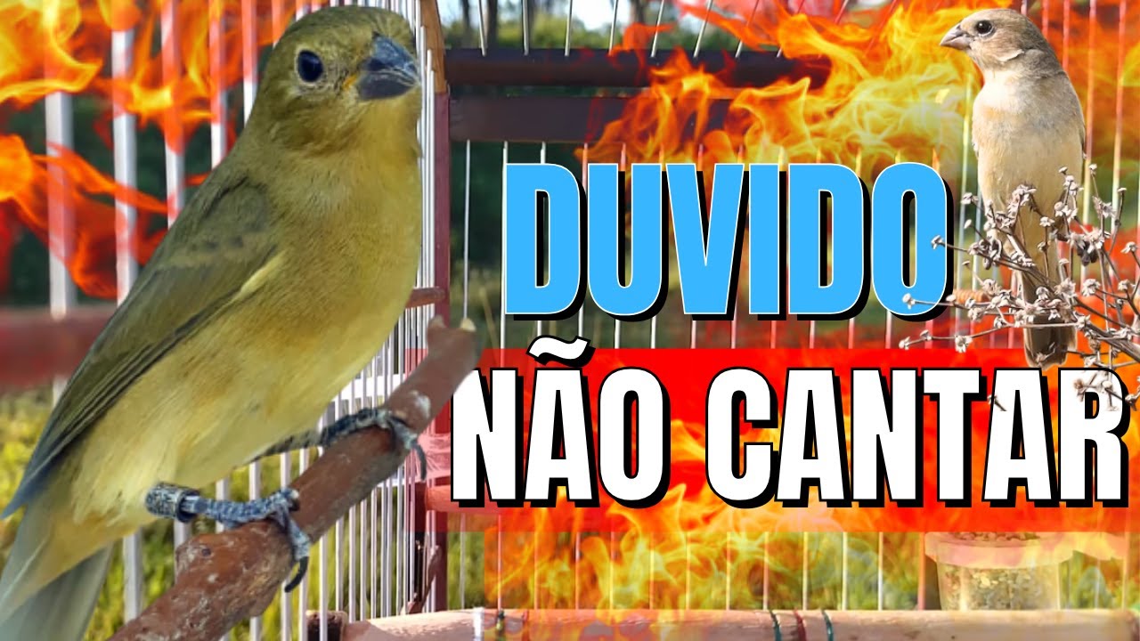 Piado de papa capim fêmea vai deixar seu papa capim cantando Muito RÁPIDO !