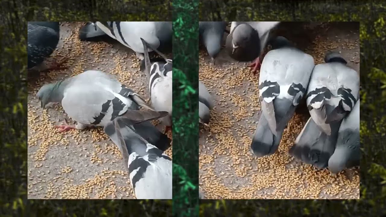 Bonitos Videos de Fondos de palomas en calle santo domingo de silos ALCALA LA REAL 22/02/2026