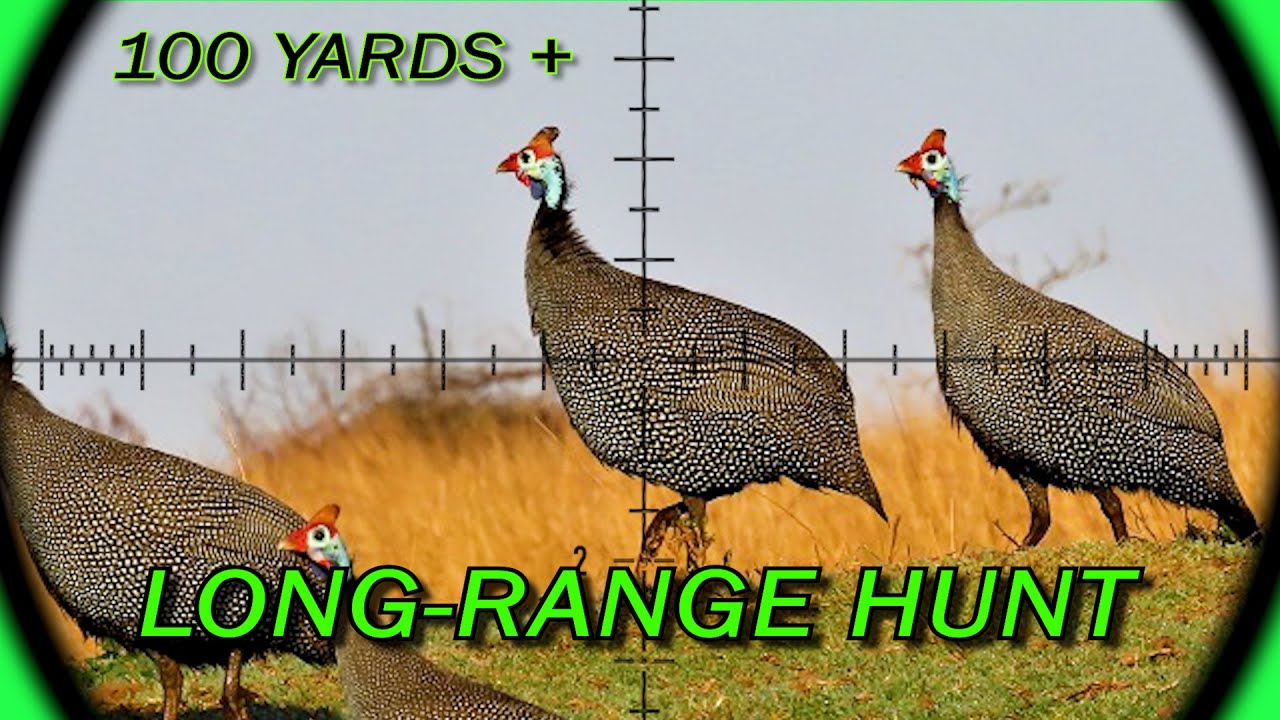 Long-Range Airgun | FX Crown MK2 | Furiosa | 21gr Slugs | Guineafowl | Airgun Pest Control