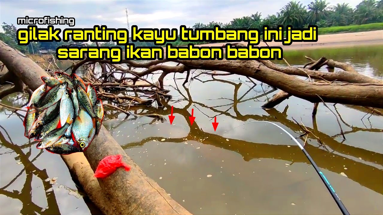 MENGERIKAN SPOT TUMPUKAN KAYU INI IKAN NYA GANANAS!! Mancing Microfishing