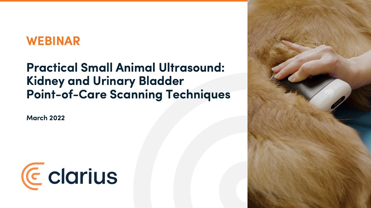 Practical Small Animal Ultrasound: Kidney and Urinary Bladder Point-of-Care Scanning Techniques