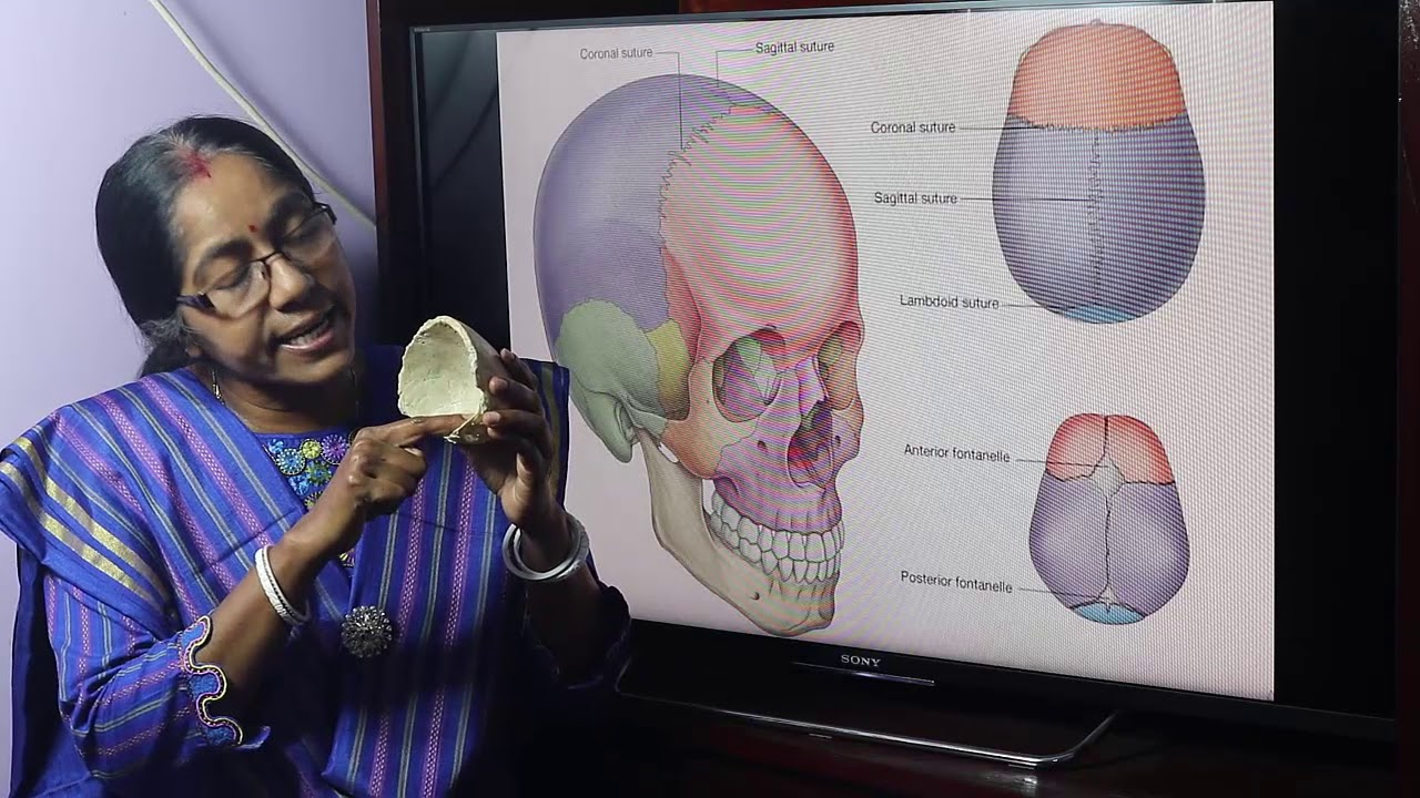 Lecture On Frontal Bone