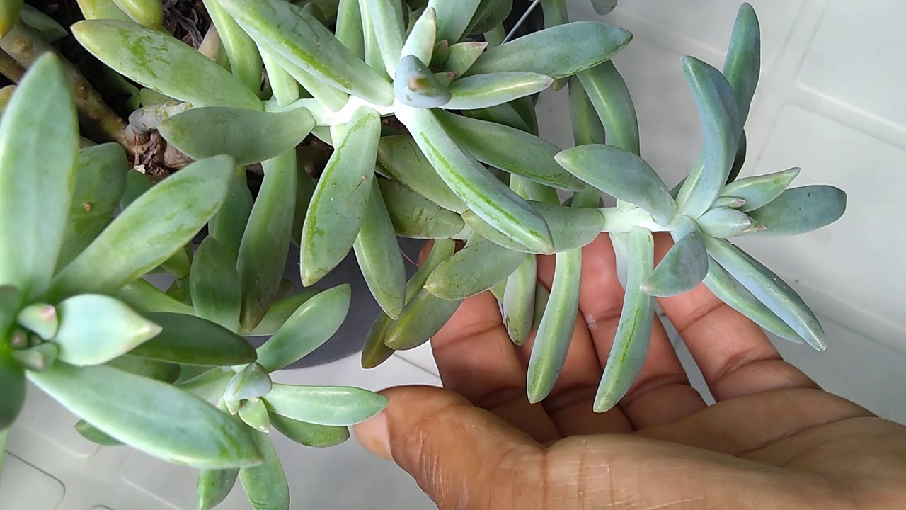 #suculentas estiolada o que fazer (Francesco baldi graptosedum) ....