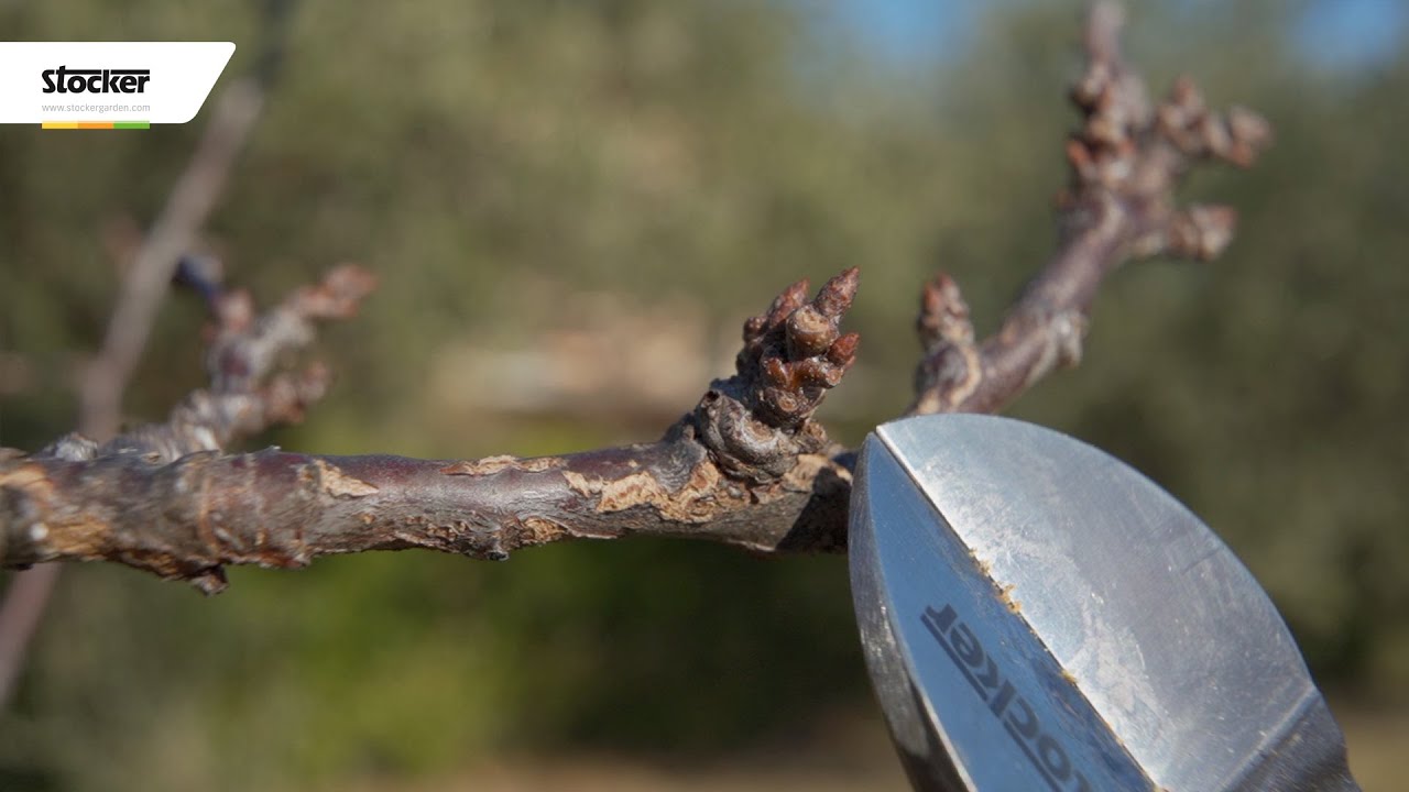 Riconoscere i rami del susino