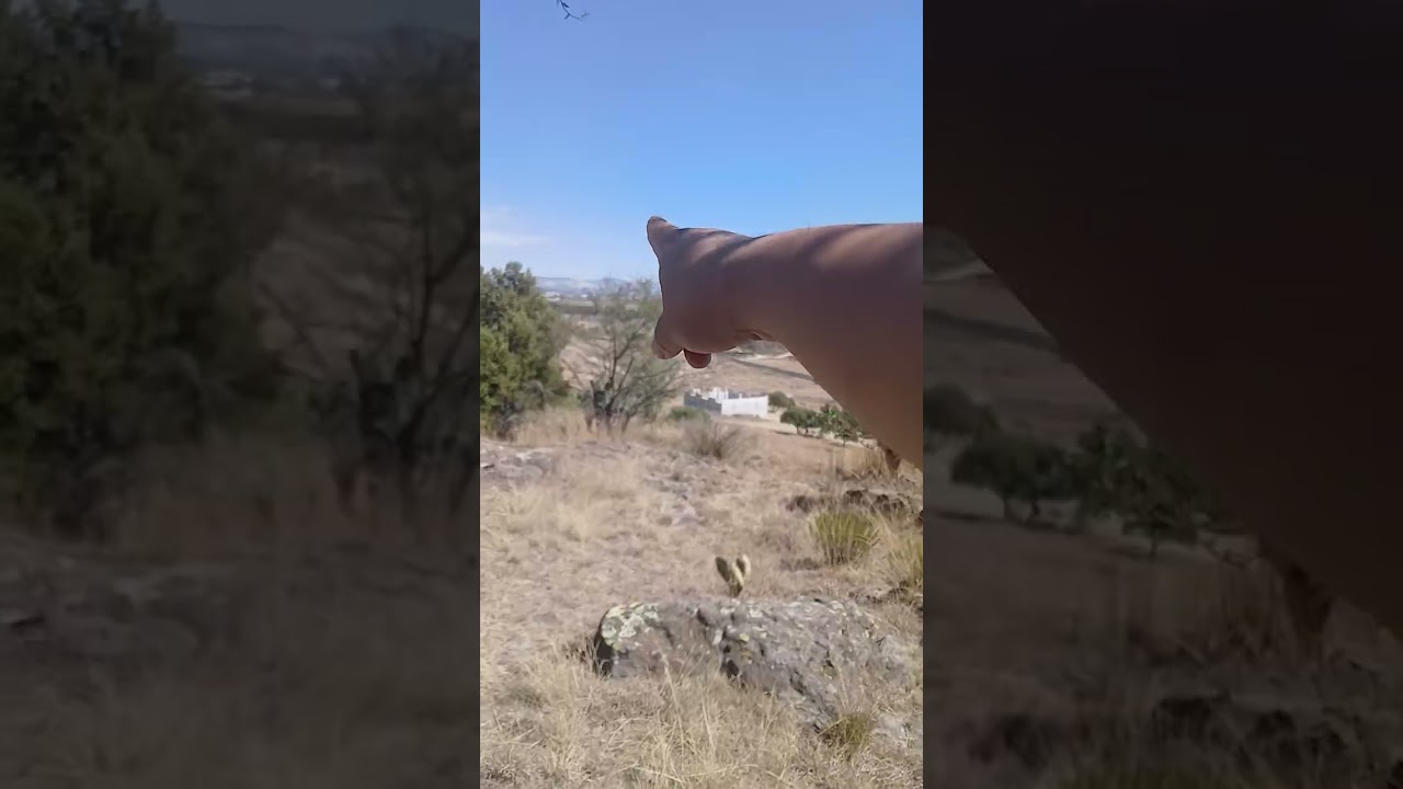 El perro de Tlaxco #históriasdeterror 