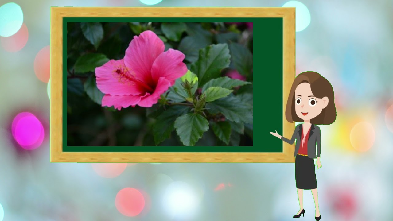 സസ്യങ്ങളിലെ ശ്വസനം l STD 5 I BASIC SCIENCE