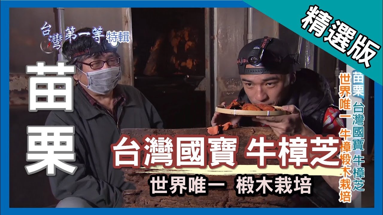 台灣第一等【台灣國寶牛樟芝 世界唯一椴木復育】苗栗 _精選版