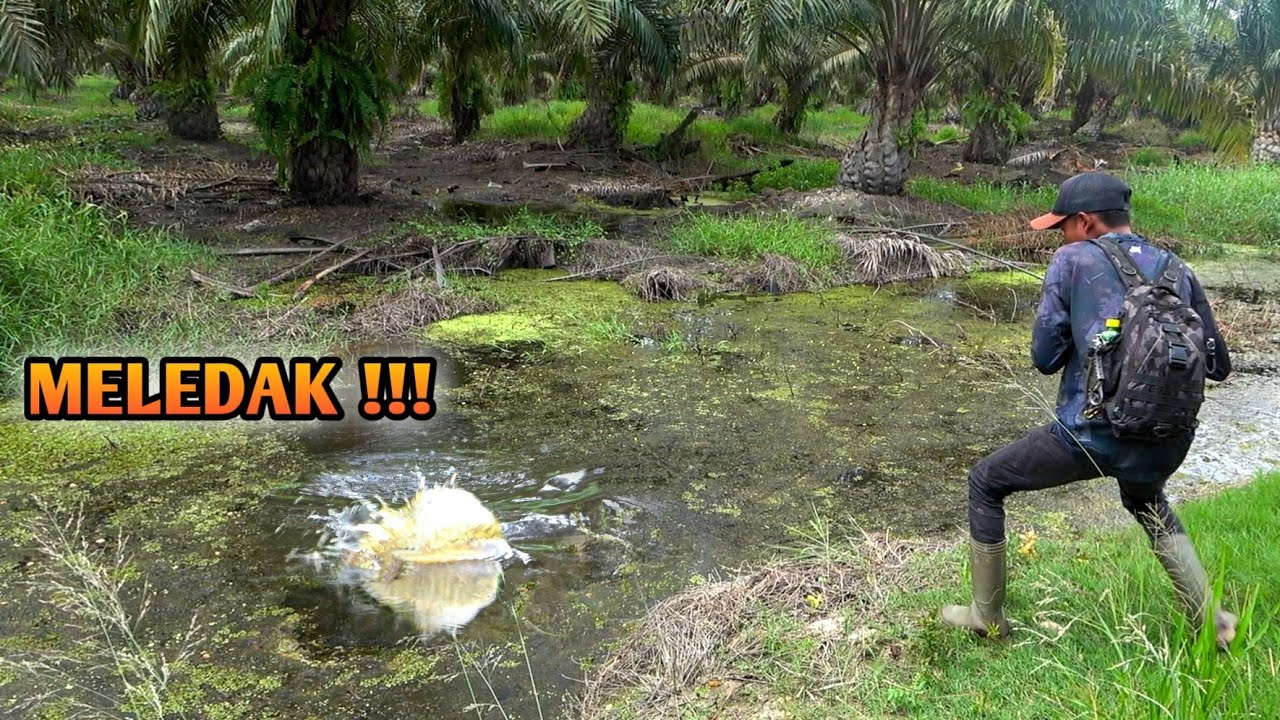 Spot ini dikuasai Toman Puber Bikin Erosi Pemancing !!! || BUFO Softfrog