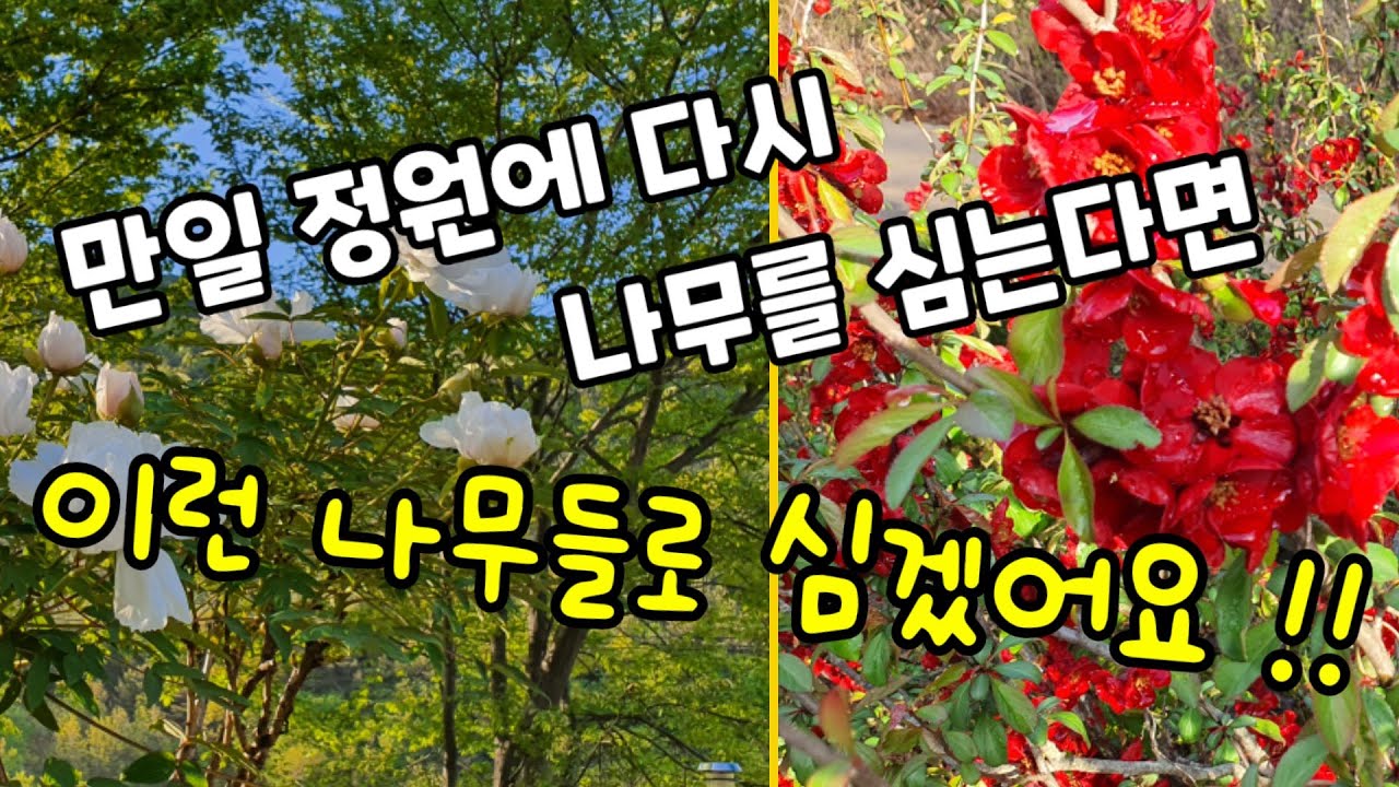 정원수추천,수많은 시행착오를 겪은후 다른사람에게 추천하고 싶은 정원수 12종류