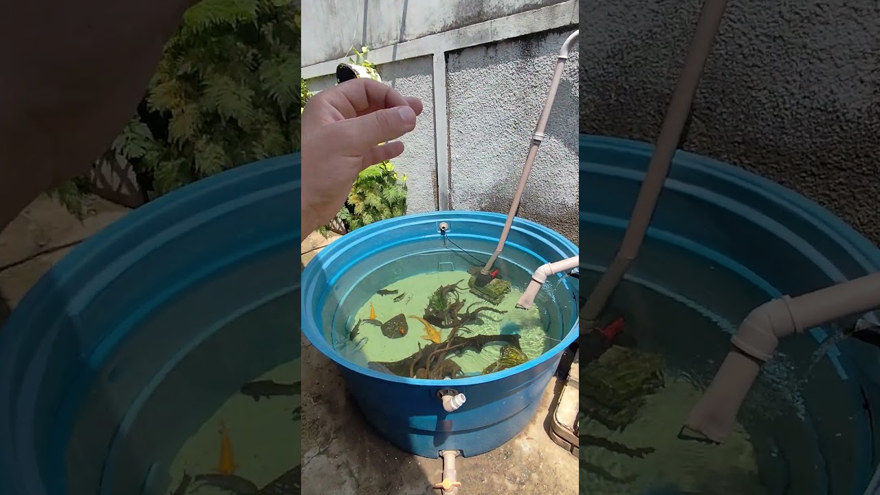 peixe em caixa d'&aacute;gua