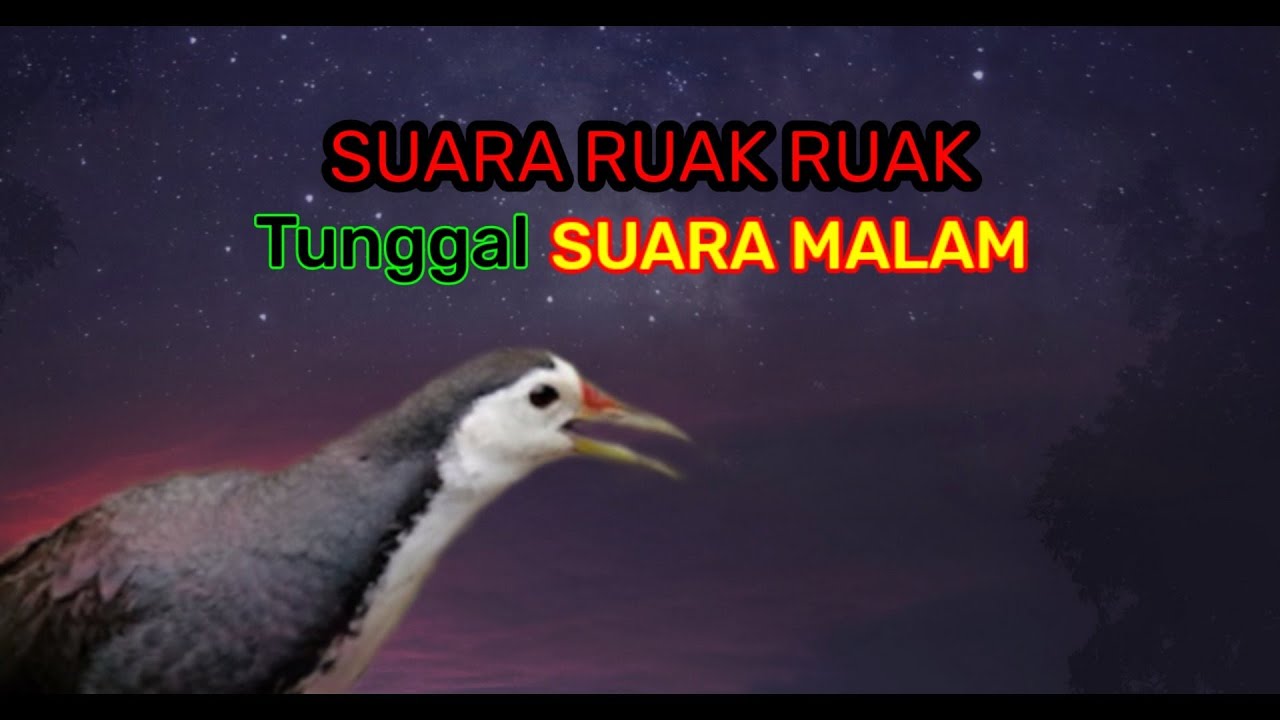 🔴Suara pikat ruak ruak malam, suara tunggal