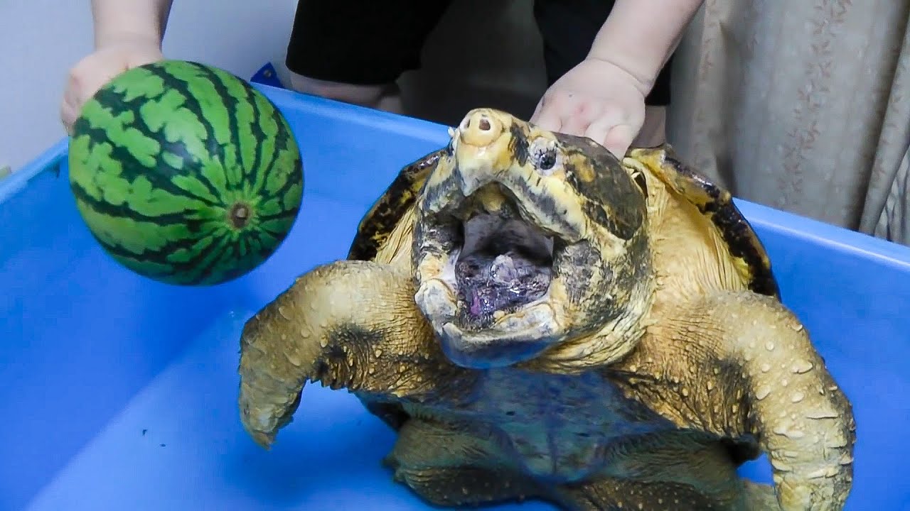 SKORPUCHA SĘPIA - Potw&oacute;r Jako Zwierzę Domowe