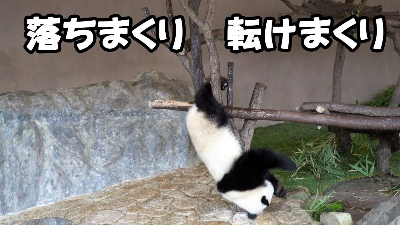転落腹ボテ、でんぐり返して消える、見かねた飼育員さんのリンゴ降ってきた、テンション上がりまくり楓浜