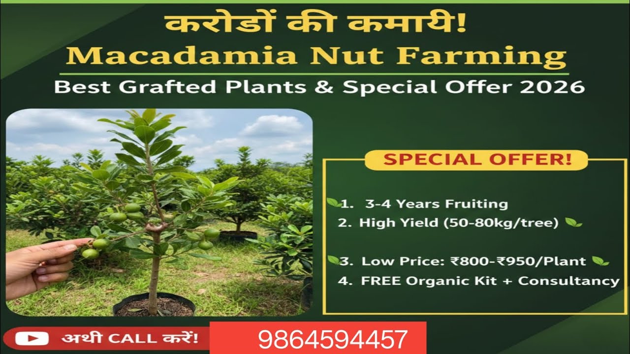 Macadamia Nut grafted plants Available supplier All India delivery service available Call📲:-98454457