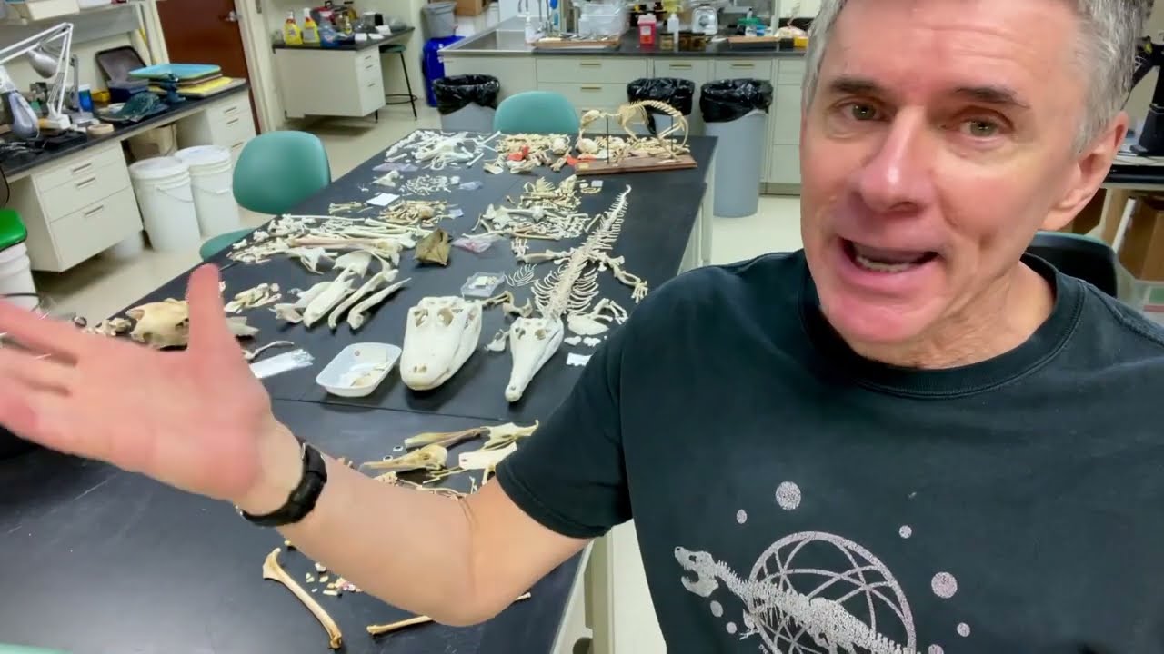 Random Act of Anatomy - tour of in-progress skeletons